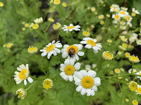 Daisy-Lady-Bug