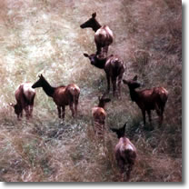 Deer