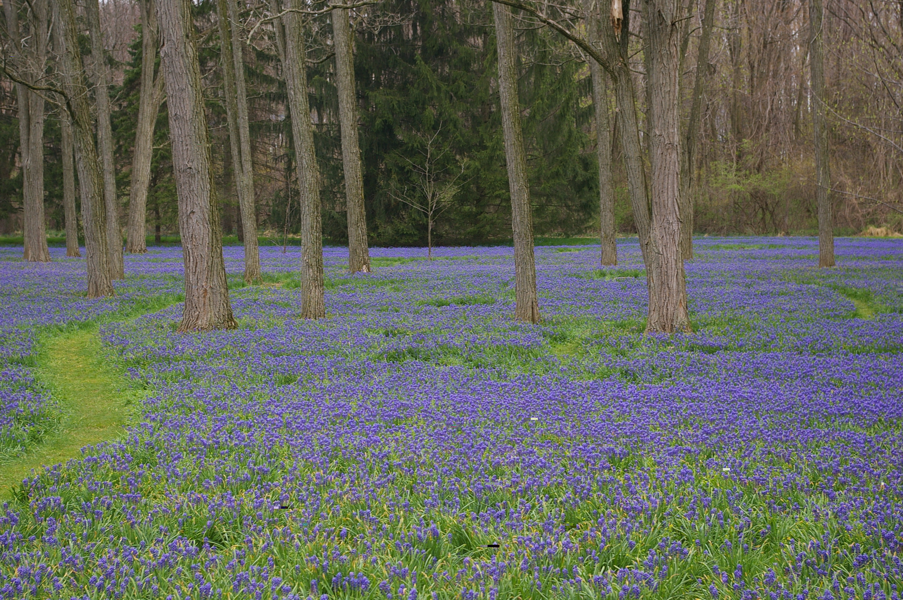 trees and flower patch 