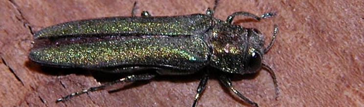 Emerald Ash Borer