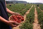 Tomato Field 